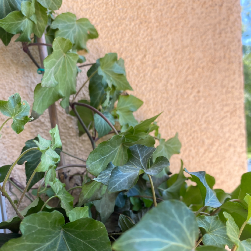 English Ivy plant photo by @Spaaceduude named Blue on Greg, the plant care app.
