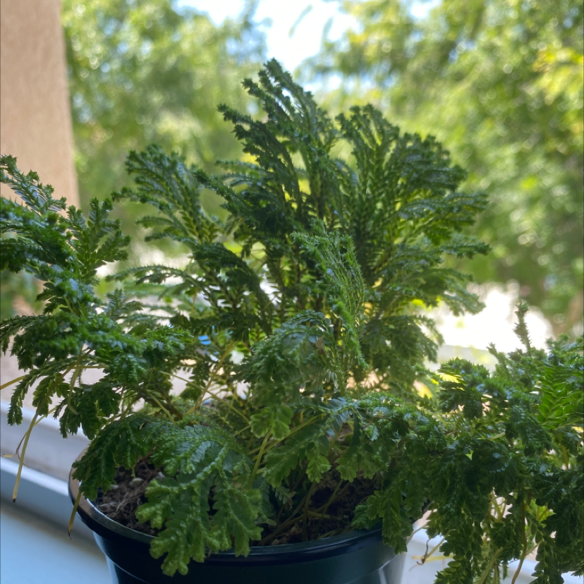 Club Moss plant photo by @Spaaceduude named Fracta on Greg, the plant care app.