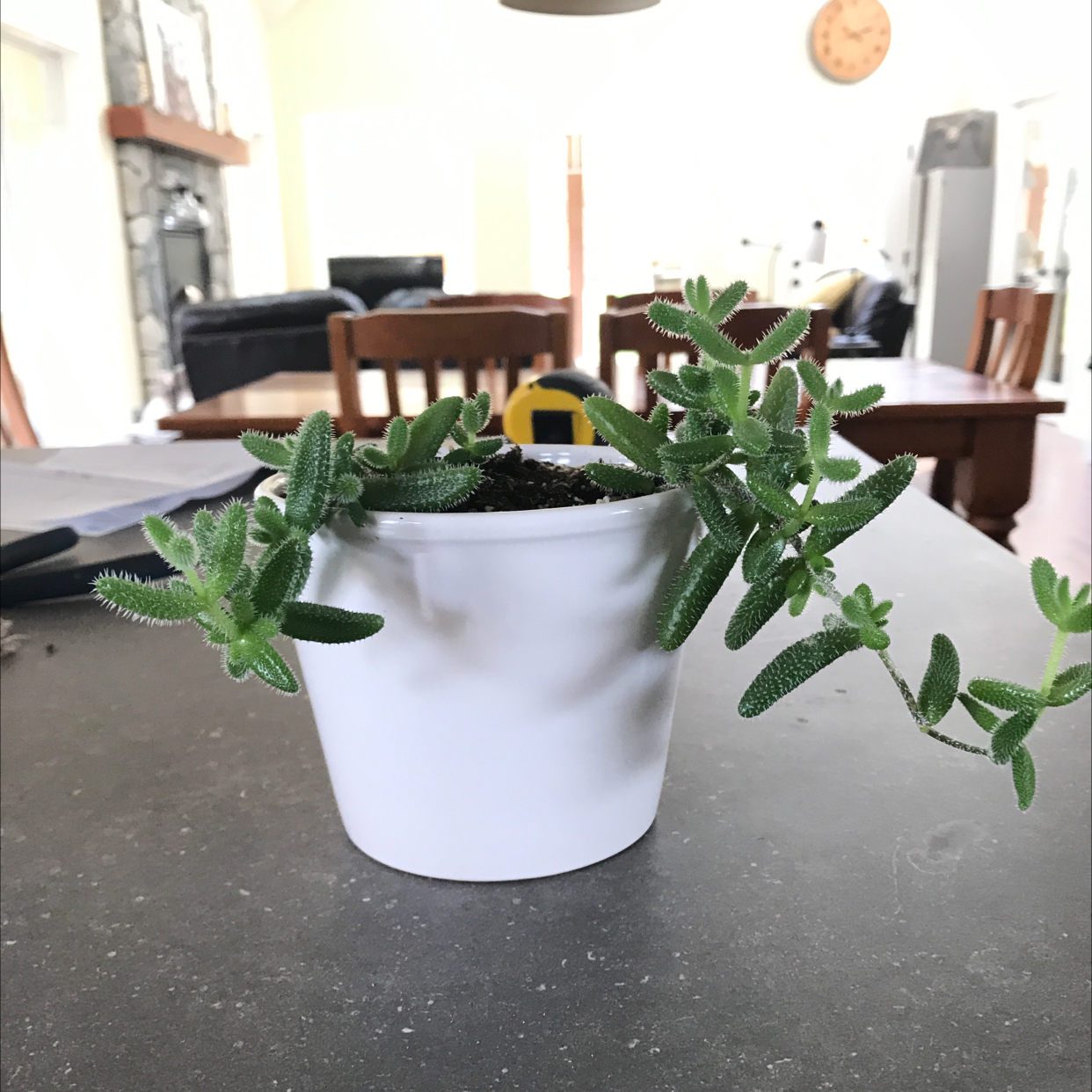 Pickle Plant Is Not Toxic To Dogs