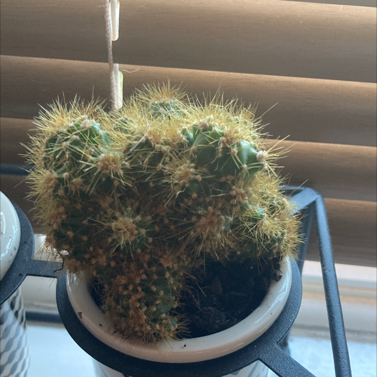 Orange Crown Cactus in a white pot near a window with blinds.