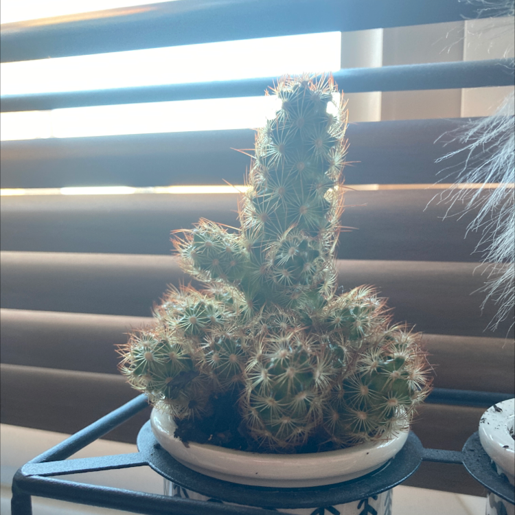 A healthy Orange Crown Cactus in a pot, well-lit with window blinds in the background.