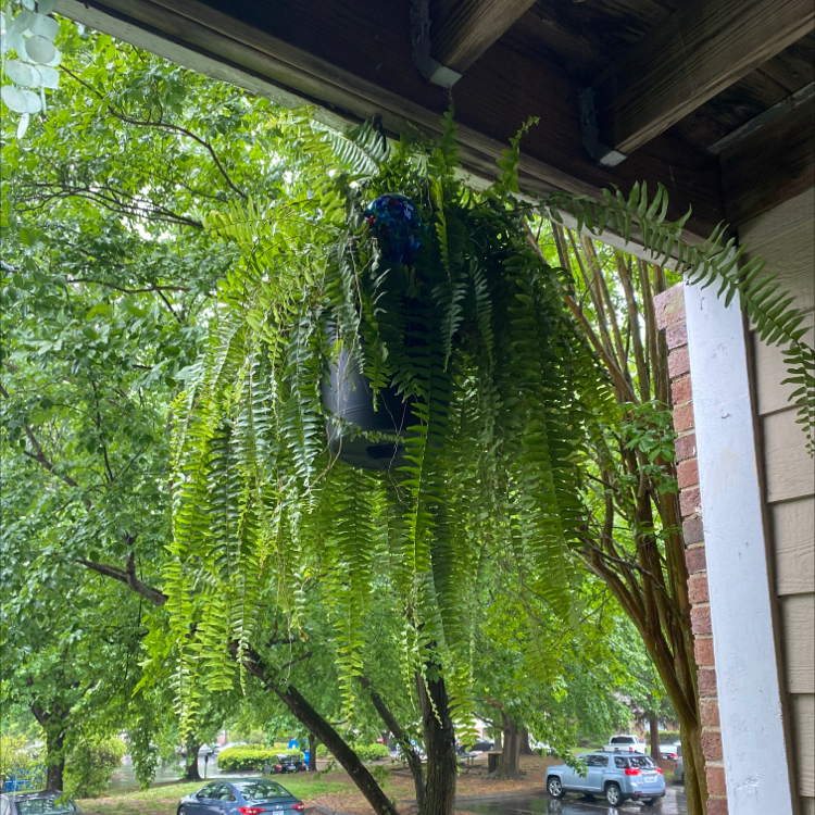 Boston Fern plant photo by @PeekyMorgana named Bob on Greg, the plant care app.