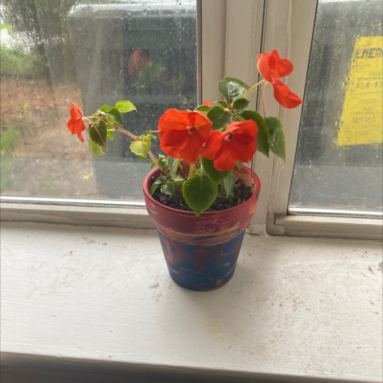 Potted Buzzy Lizzy plant with red flowers on a windowsill.