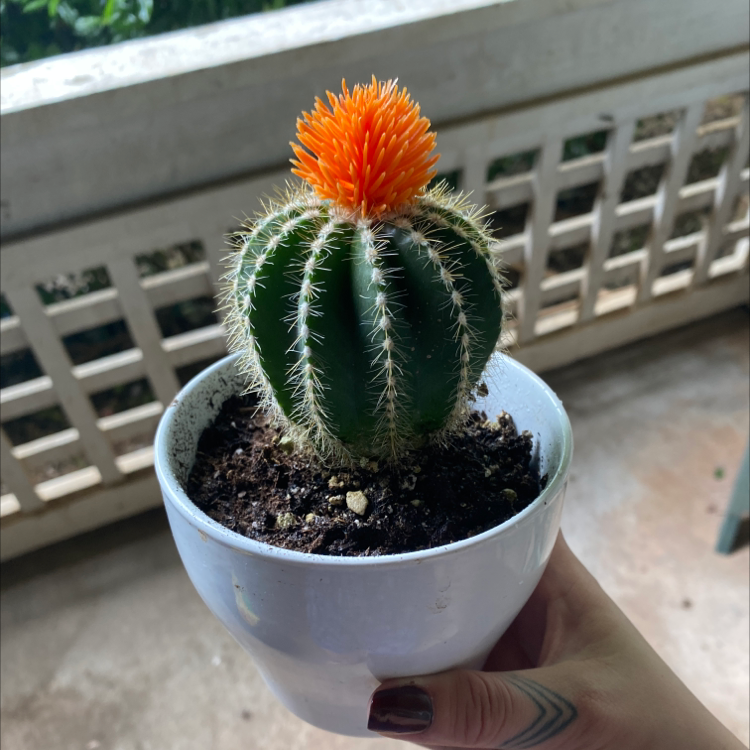 Sonora Barrel cactus in a white pot with an orange top, held by a hand.