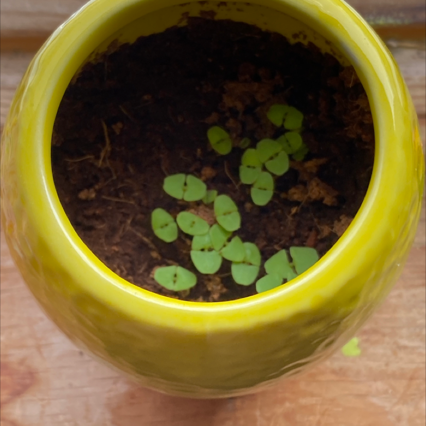Small Lemon Balm plant in a yellow pot with visible soil and healthy green leaves.