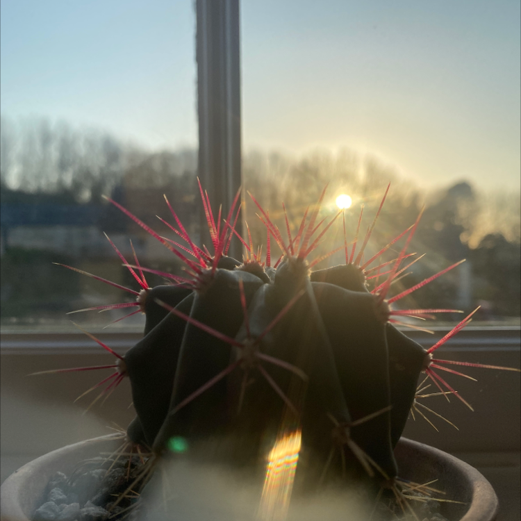 Photo of the plant species Devil's Tongue Barrel Cactus by @Davina2021 named Harmony on Greg, the plant care app