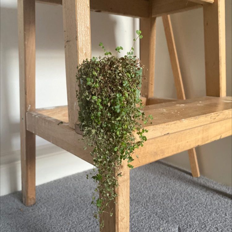 Photo of the plant species Baby's Tears by @Davina2021 named Marilyn on Greg, the plant care app