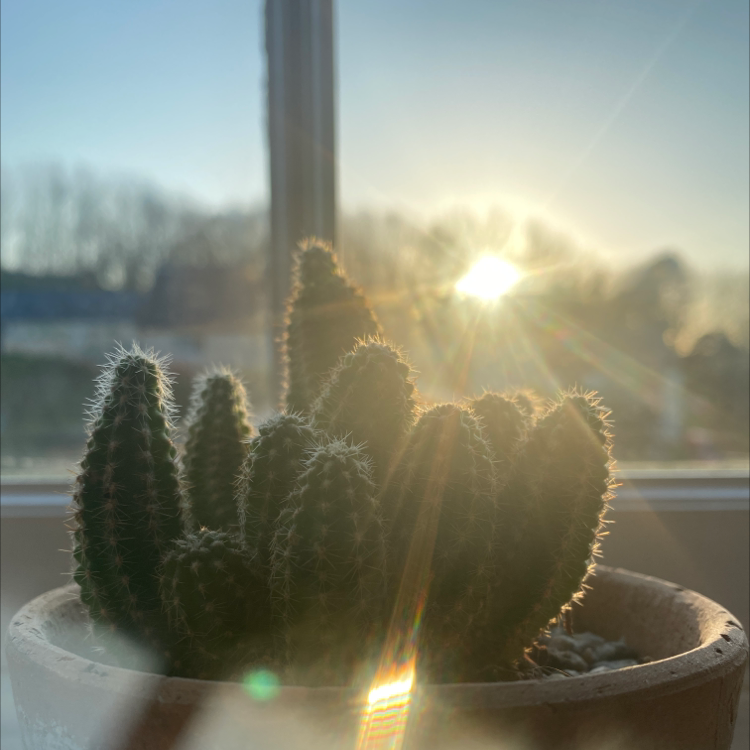 Photo of the plant species Peanut Cactus by @Davina2021 named Zion on Greg, the plant care app