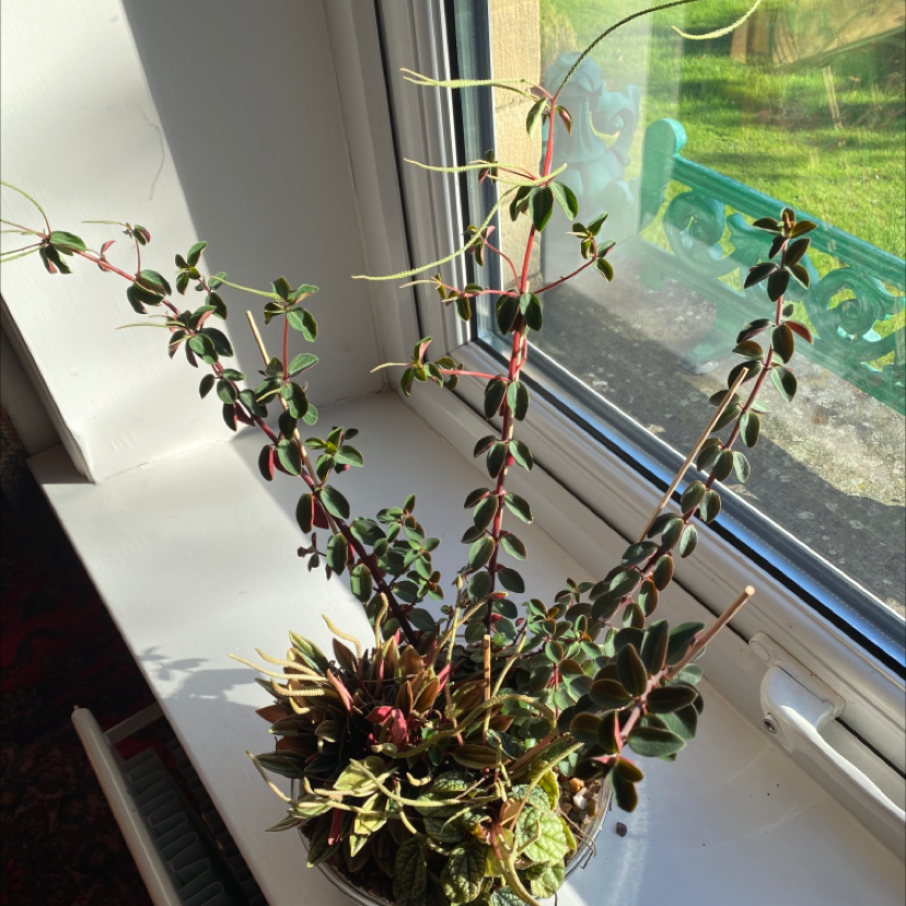 Peperomia Red Log plant on a windowsill with vibrant green leaves and red stems.