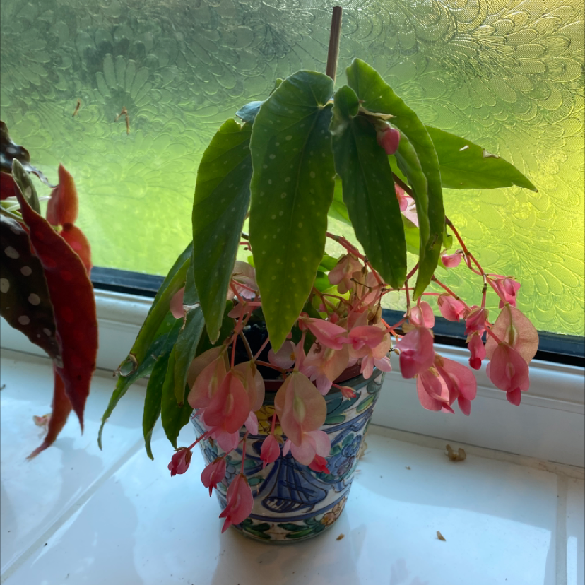 Angel Wing Begonia plant with green leaves and pink flowers in a decorative pot on a windowsill.