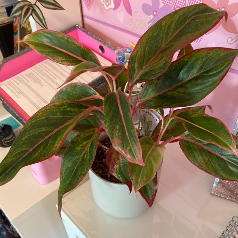 Photo of the plant species Crete Aglaonema by @mj3457 named Athena on Greg, the plant care app