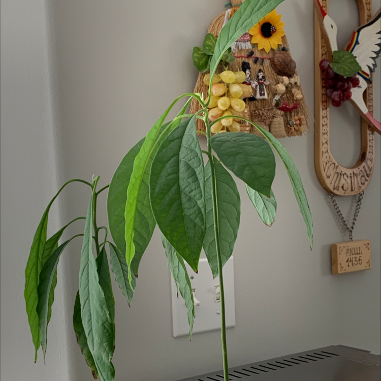 Avocado plant photo by @alinaxharvey named avocaddies on Greg, the plant care app.