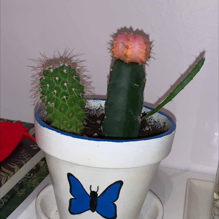 Moon Cactus plant photo by @alinaxharvey named cactus babies on Greg, the plant care app.
