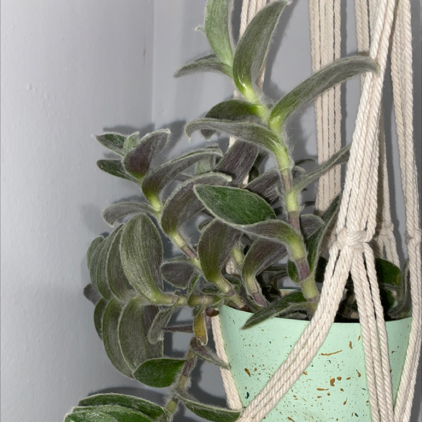 White Velvet plant in a hanging pot with fuzzy, velvety leaves.