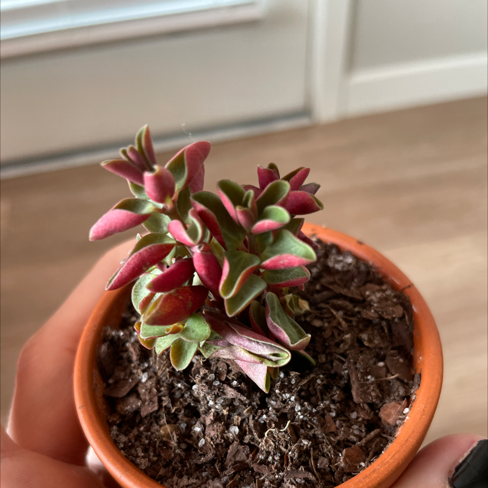 Potted Sand Rose plant with green and pink leaves, healthy appearance.