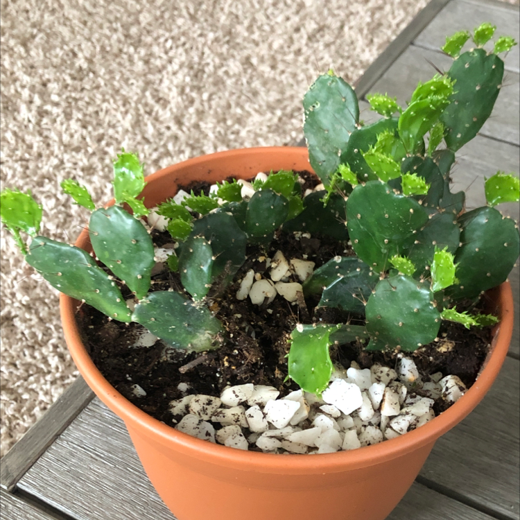 Potted Brazilian Pricklypear plant with green pads and visible soil.