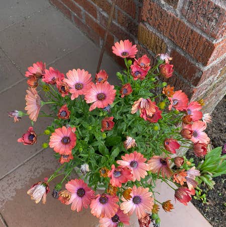 Photo of the plant species Cape Marguerite by Paulaplants named Your plant on Greg, the plant care app