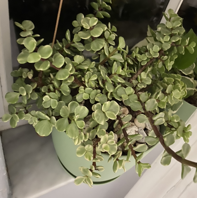 Porkbush plant photo by @xxkirby8492xx named Jumbo Jr. on Greg, the plant care app.