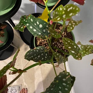 Polka Dot Begonia plant in Miami, Florida