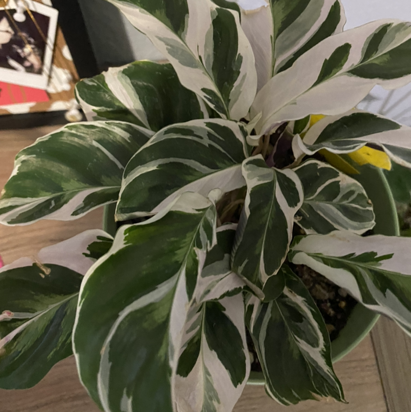 Rose Calathea plant photo by @xxkirby8492xx named White fusion on Greg, the plant care app.