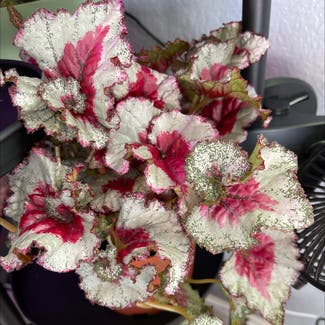 Rex Begonia plant in Miami, Florida