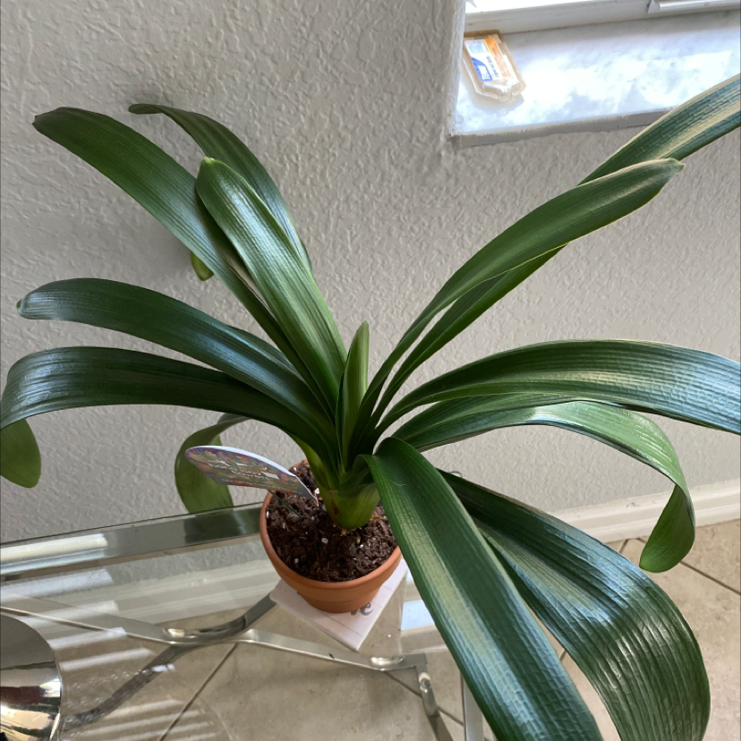 Photo of the plant species Bush Lily by @xxkirby8492xx named Jill on Greg, the plant care app