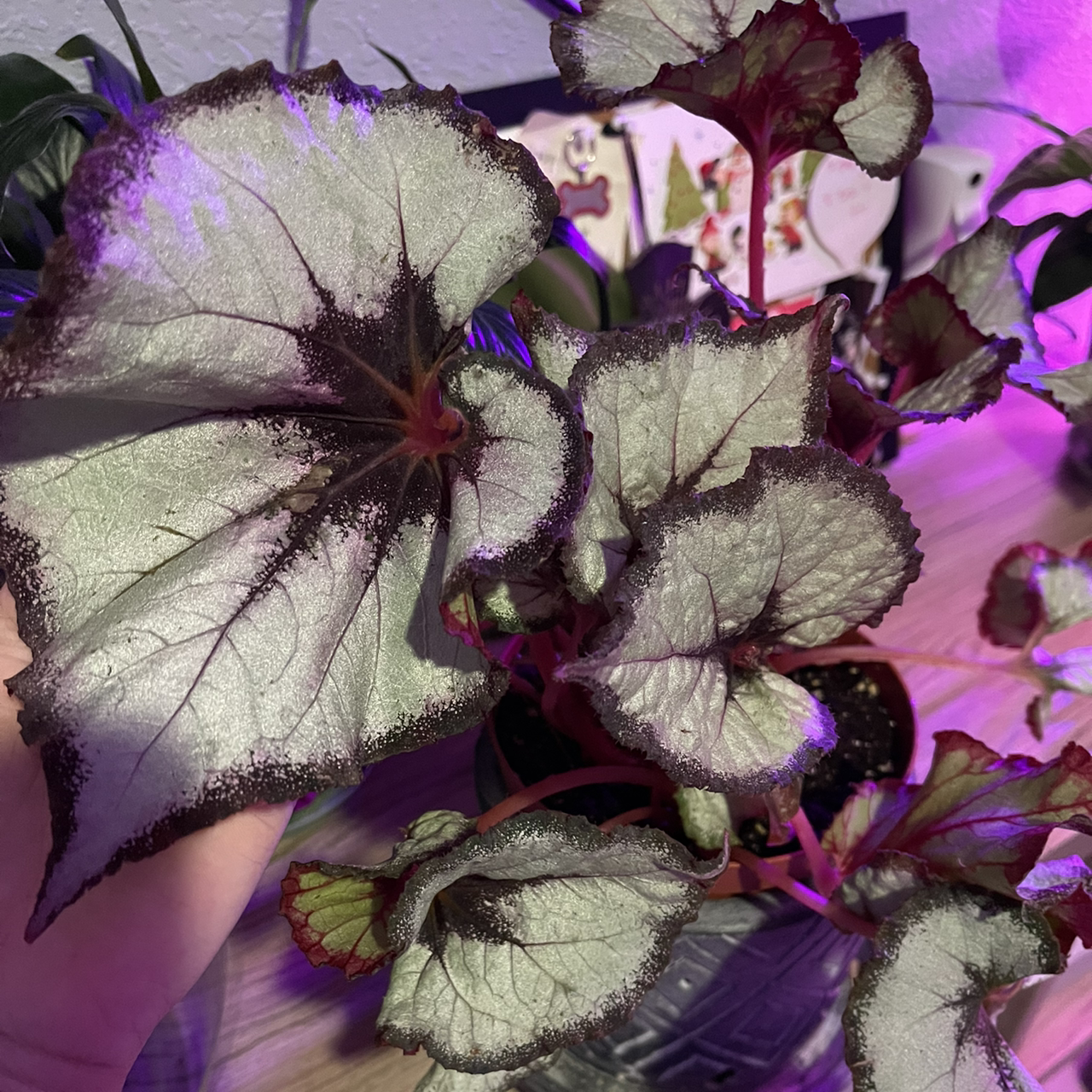 Photo of the plant species Rex Begonia 'Escargot' by @xxkirby8492xx named Elsa on Greg, the plant care app