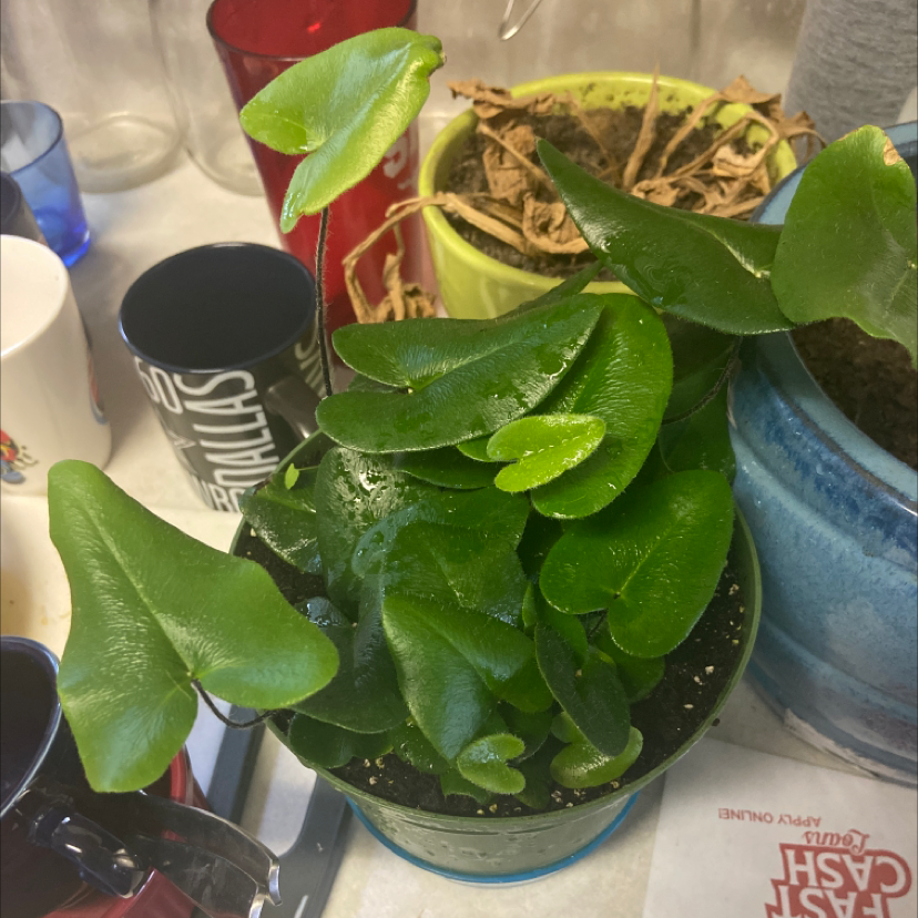 Heart Fern plant in a pot with vibrant green leaves, soil visible.