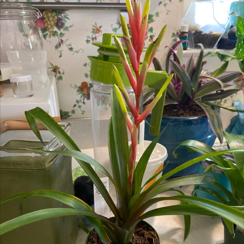 Photo of the plant species Blushing Bromeliad by @oyster_baby85 named Bronn on Greg, the plant care app