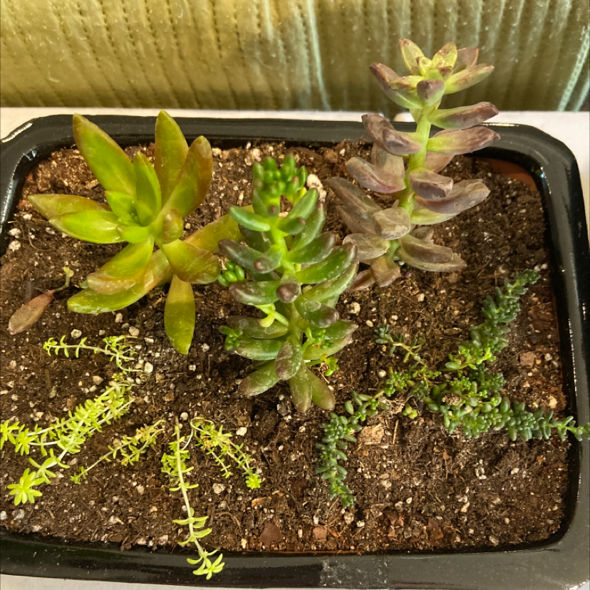 Potted succulent plants with visible soil in a black container.