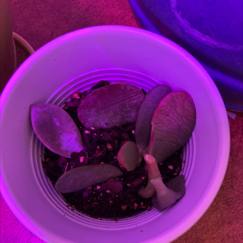 Photo of the plant species Paddle Plant by @oyster_baby85 named Your plant on Greg, the plant care app