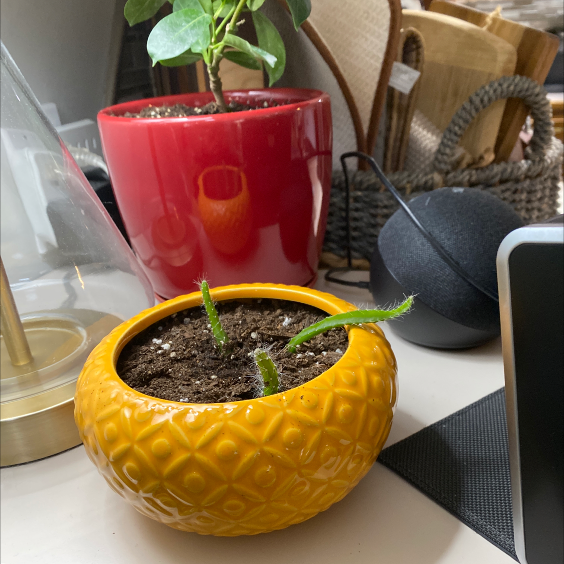 Dog Tail Cactus in a yellow pot with soil visible, placed on a surface with another plant in the background.