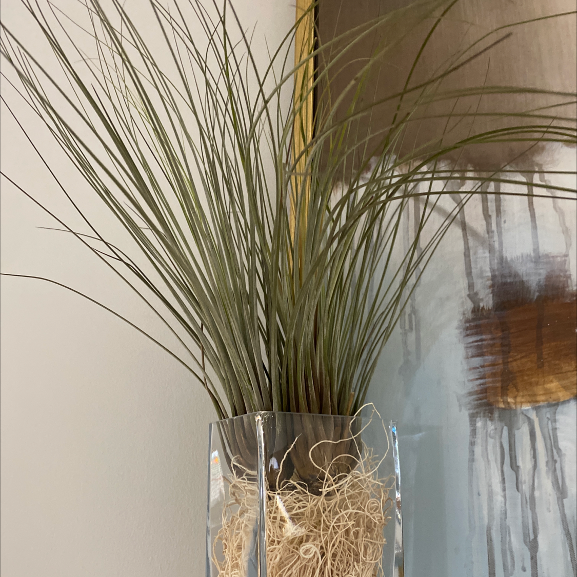 Tillandsia Juncea plant in a glass container with dried moss at the base.