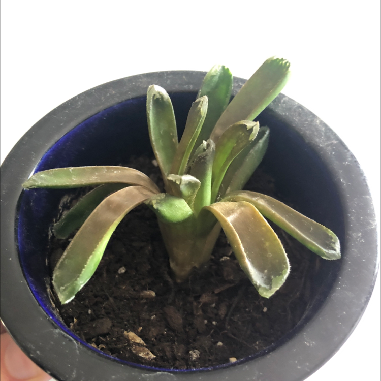 Photo of the plant species Glottiphyllum longum by Maddelynn named Peter Parker on Greg, the plant care app