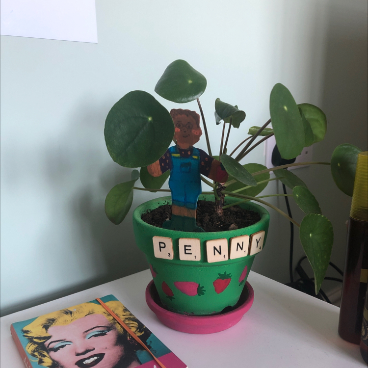 Chinese Money Plant plant photo by @AlexiaM named Penny on Greg, the plant care app.