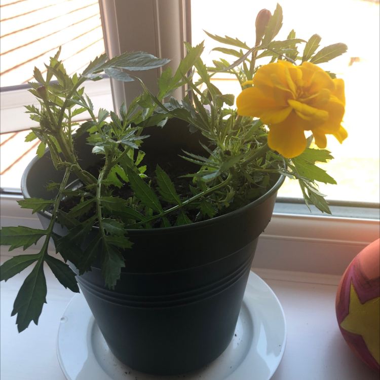 Photo of the plant species African Marigold by @AlexiaM named Felicity on Greg, the plant care app