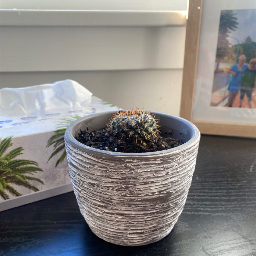A small Mexican Pincushion cactus in a textured pot on a dark surface near a window.