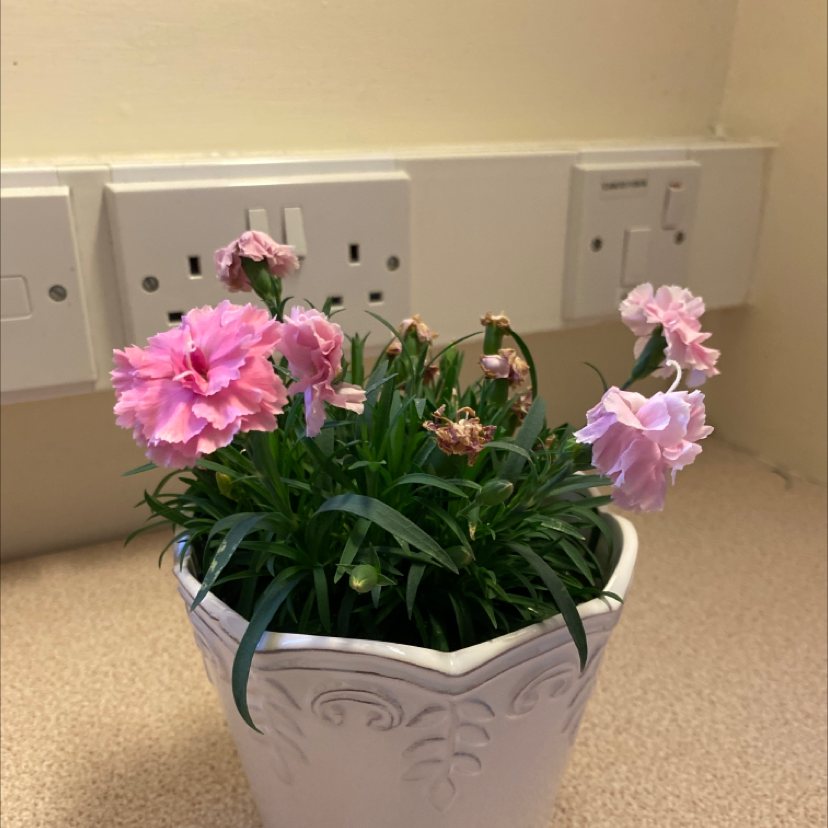 Potted Border Carnation with pink flowers, some wilted, on an indoor countertop.