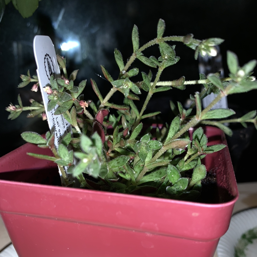 Photo of the plant species Crassula picturata by Audrey named Jade on Greg, the plant care app