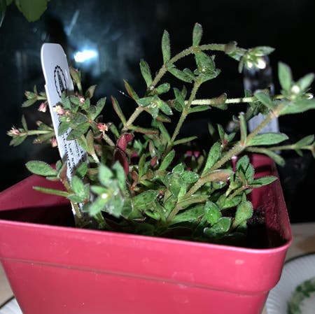 Photo of the plant species Crassula picturata by Audrey named Jade on Greg, the plant care app