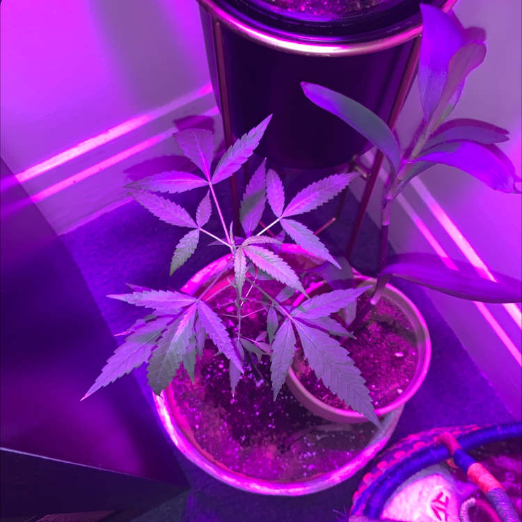 Photo of the plant species Marijuana by @evak named gas on Greg, the plant care app