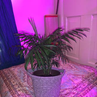 Parlour Palm plant in Somewhere on Earth
