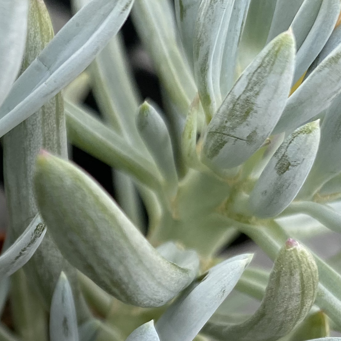 Close-up of a Blue Chalksticks plant with healthy blue-green leaves.