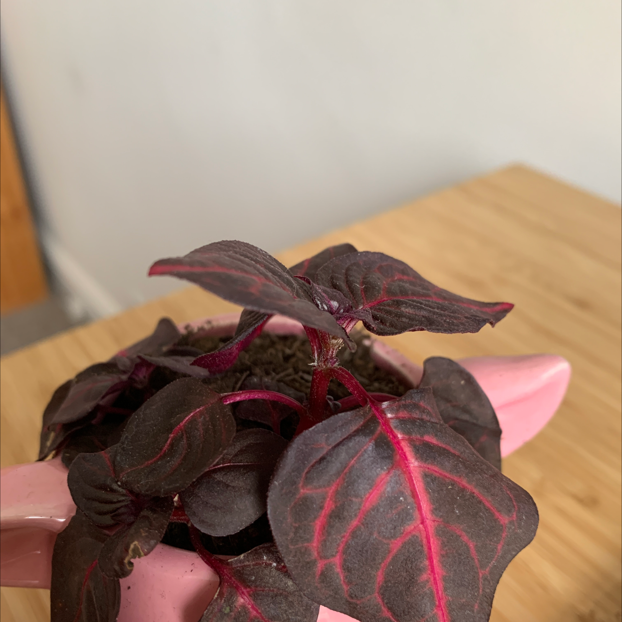 Hands holding a vibrant and healthy Herbst's Bloodleaf plant with dark burgundy leaves and bright pink veins.