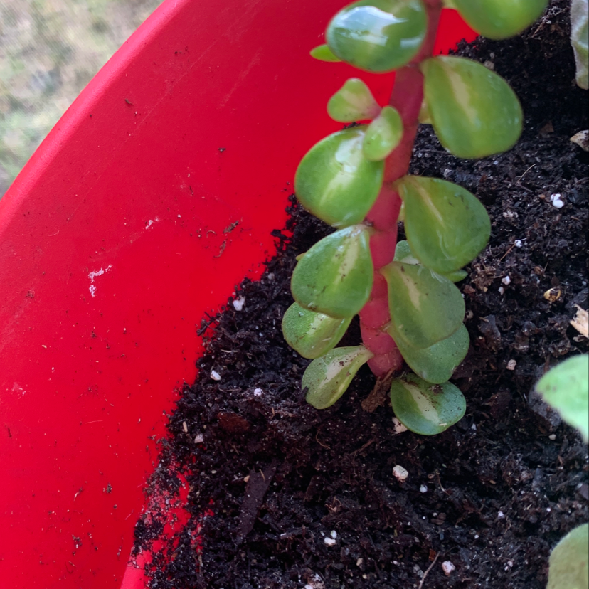 Jelly Bean Plant (Sedum rubrotinctum) in a red pot with visible soil.