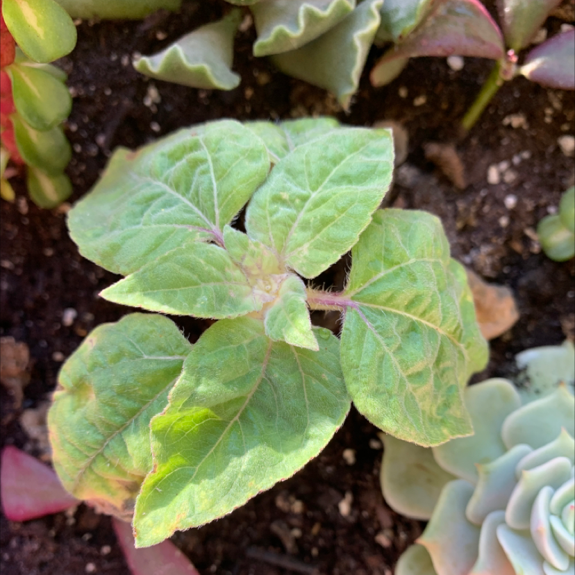 do you cut down sunflowers in the fall