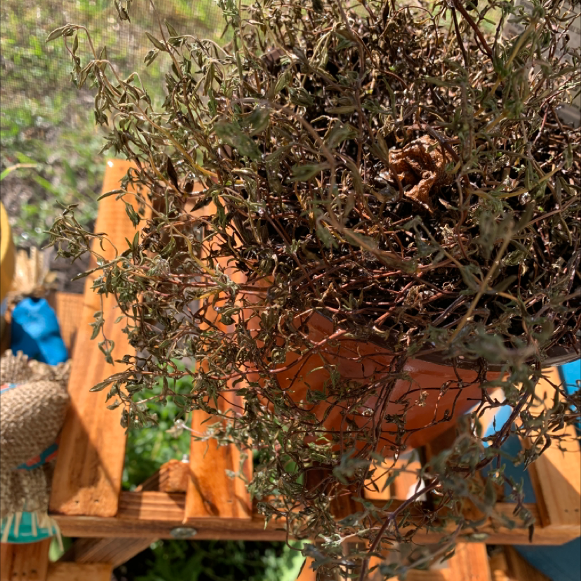 A lush, healthy potted common thyme plant with dense reddish-brown foliage sitting on an outdoor wooden stand.