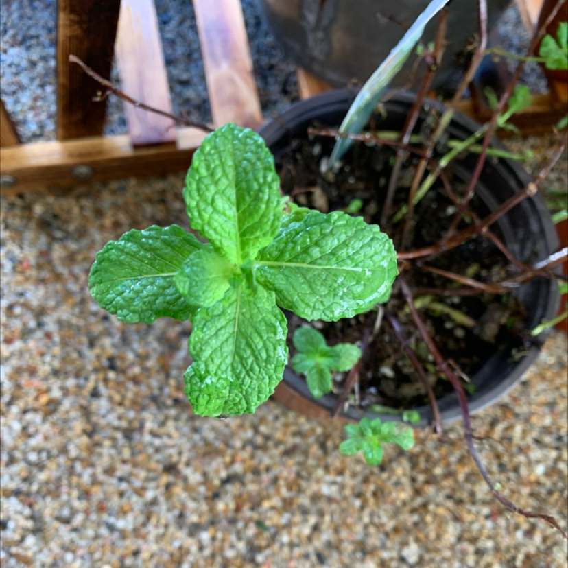 Potted spearmint plant with vibrant green leaves, well-framed and in focus.