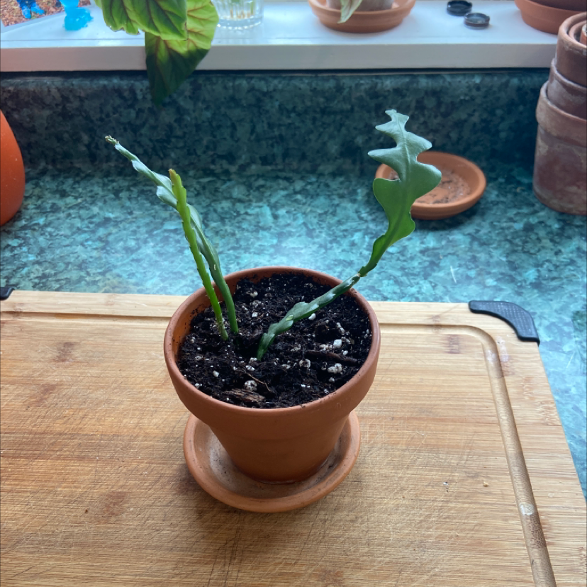 Fishbone Cactus in a terracotta pot on a wooden surface with other plants in the background.