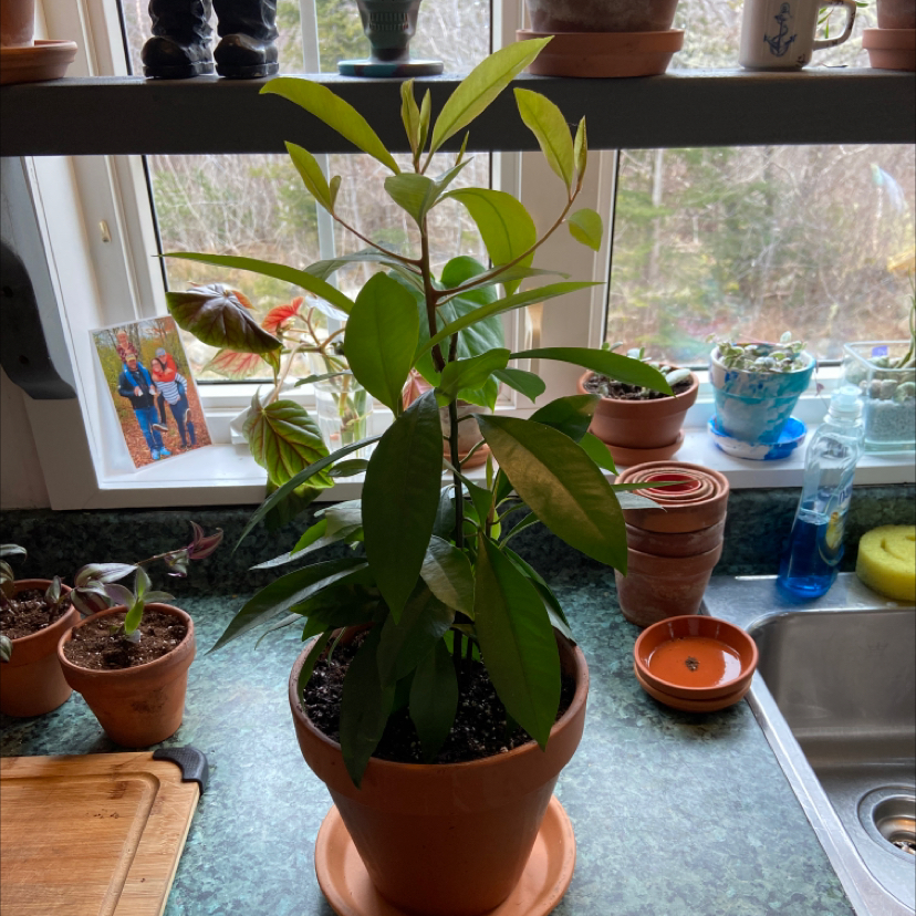 Healthy Shoebutton plant in a pot on a kitchen counter near a window.